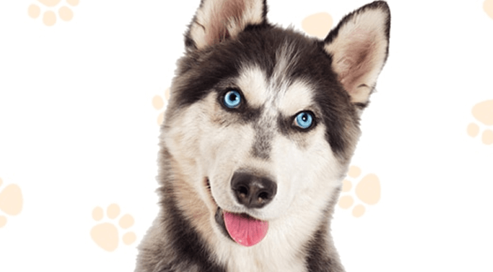 Dog Rescue Charitable Giveaway