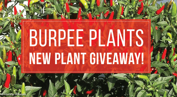 Burpee New Plant Giveaway