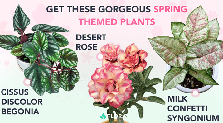 Rare Plant + Flora Plus Subscription Giveaway
