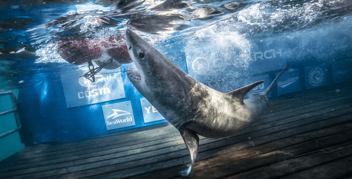 $8,000 The OCEARCH Meet A Shark Expedition Giveaway