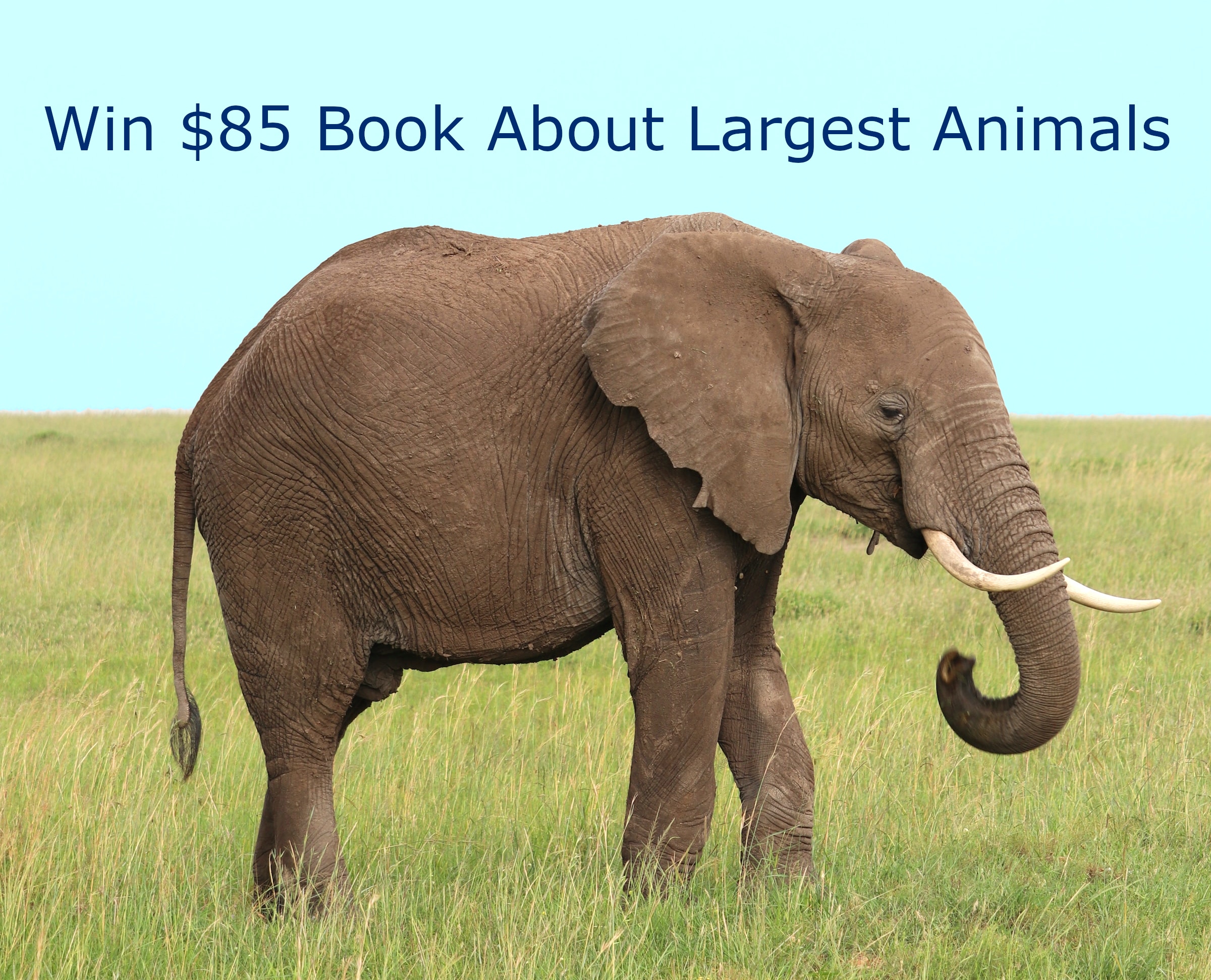 $85 Photographic Book About the Biggest Animals Giveaway