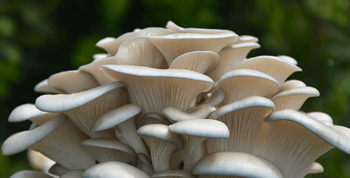 $58.99 Organic Oyster Mushroom Grow Kits Giveaway