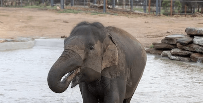 Family Pass to Monarto Safari Park Giveaway