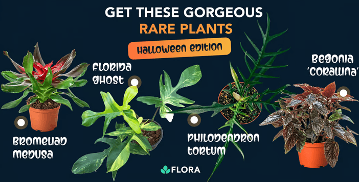 Philodendron Florida Ghost + Flora Plus Subscription Giveaway